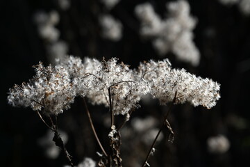 dried mountain plant