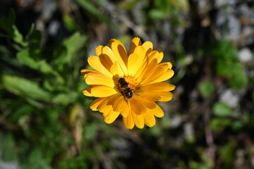Obraz premium bee on yellow flower
