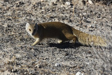 Fuchsmanguste (cynictis penicillata) auf Nahrungssuche im Etoscha Nationalpark in Namibia. 