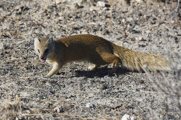 Fuchsmanguste (cynictis penicillata) auf Nahrungssuche im Etoscha Nationalpark in Namibia. 