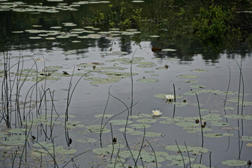 Water lilies and long stalks of grasses on a lake, in the rain.