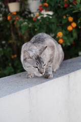 Gato cinzento num muro