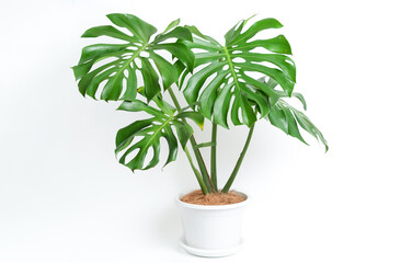 Fototapeta premium Monstera Deliciosa plant in white platic pot with isolated white background
