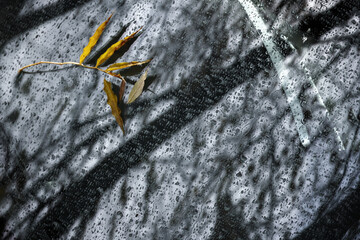 Car windshield with raindrops and fallen leaf on it, closeup