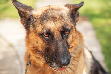 The muzzle of a German shepherd close-up.