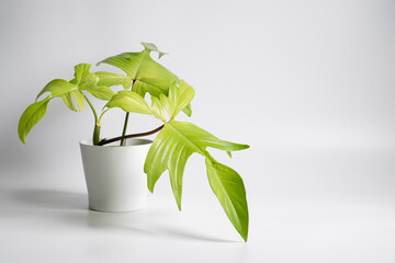 Philodendron Florida Ghost Mint plant with white ceramic pot in isolated white background