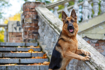German Shepherd stands with its front paws on the railing of an old staircase in the park