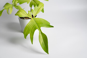 Philodendron Florida Ghost Mint plant with white ceramic pot in isolated white background © JCM