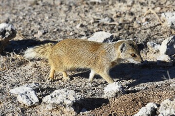 Fuchsmanguste (cynictis penicillata) auf Nahrungssuche im Etoscha Nationalpark in Namibia. 