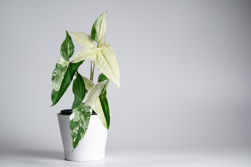 Syngonium Albo variegated plant in white ceramic pot with isolated white background. White...