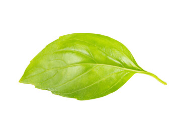 Basil leaf