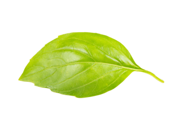 Basil leaf
