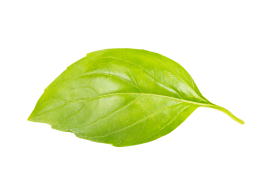 Basil leaf