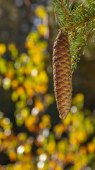 Świerkowa szyszka oświetlona zachodzącym słońcem w tle kolorowe rozmyte liście.