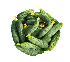 Fresh cucumber close-up isolated on white background.