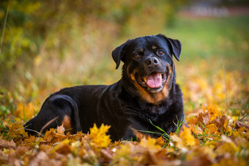 Rottweiler on the meadow in autumn