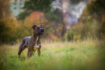 pit bull on the meadow in autumn