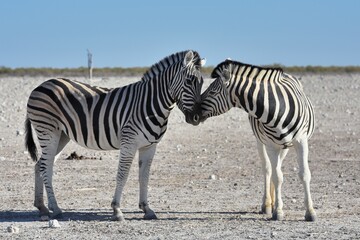 Fototapeta na wymiar Steppenzebras (Equus quagga) am Wasserloch Gemsbokvlakte im Etoscha Nationalpark in Namibia. 