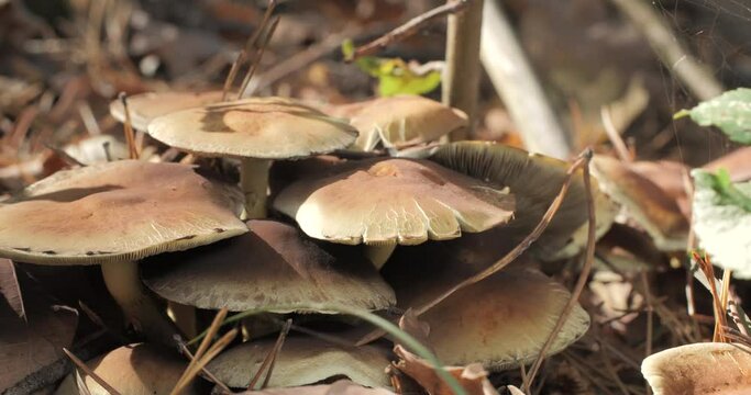 Mushrooms in the wild forest