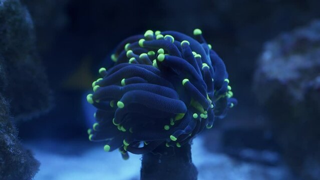 Beautiful Macro Shot of waving Torch Euphyllia Coral with black and green tip Polyps
