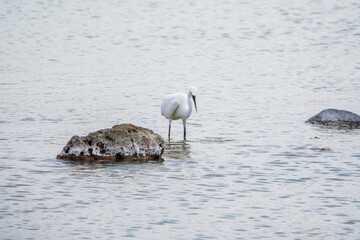The small white heron or Little egret stands in the lake