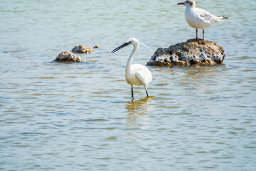 The small white heron or Little egret stands in the lake