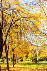 Beautiful autumn park scenery