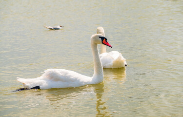 Two Graceful white Swans swimming in the lake, swans in the wild