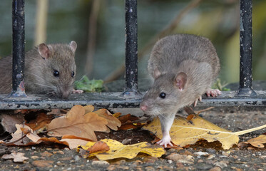 A closeup of two rats climbing through a park railing fence in autumn. 