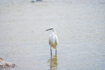 The small white heron or Little egret stands in the lake