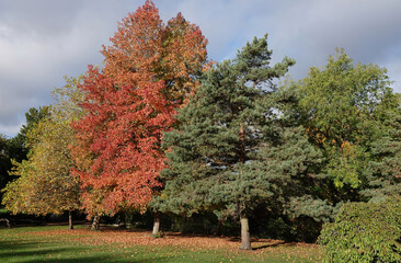 A scenic view of trees displaying autumn colours at Lake Meadows park in Billericay, Essex, UK. 