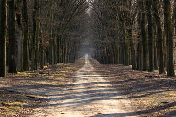 Sand road at Planken Wambuis part of the Veluwe. Road between the trees.