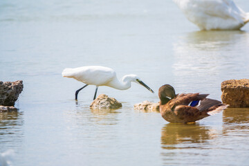 Fototapeta premium The small white heron or Little egret stands in the lake with fish in its beak.