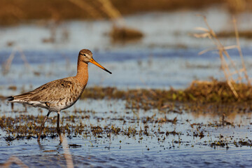 Black tailed Godwit (Limosa limosa) standing in the water.
