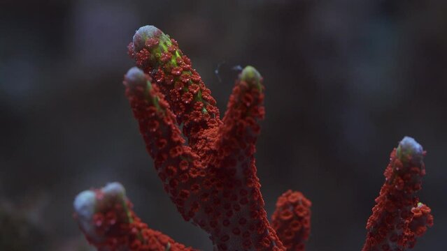 Beautiful Macro Shot of Branching red SPS Monitpora coral of the reef, Forest Fire digitata