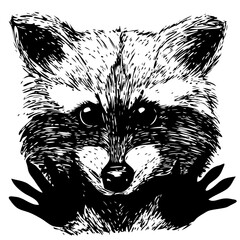 Hand drawn Illustration of raccoon. Isolated doodle illustration