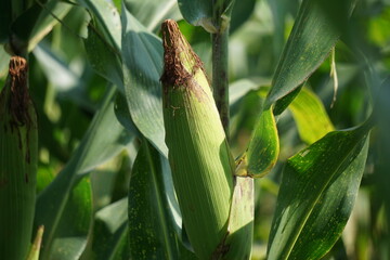 The tree of corn is a tree with a natural background. The tree is dry