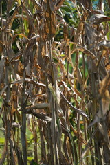 The tree of corn is a tree with a natural background. The tree is dry