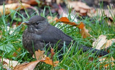 Closeup of a female blackbird in the grass on an autumn day. 