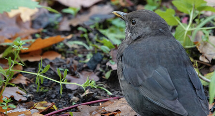 Closeup of a female blackbird sitting on the ground in a park. 