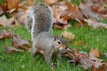 A grey squirrel on the ground in a park on an autumn day. 