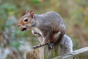 A grey squirrel perching on a wooden fence post in a park holding an acorn in its mouth. 
