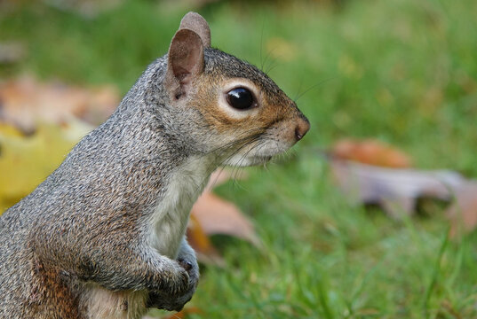 A closeup image of a grey squirrel in a park. 