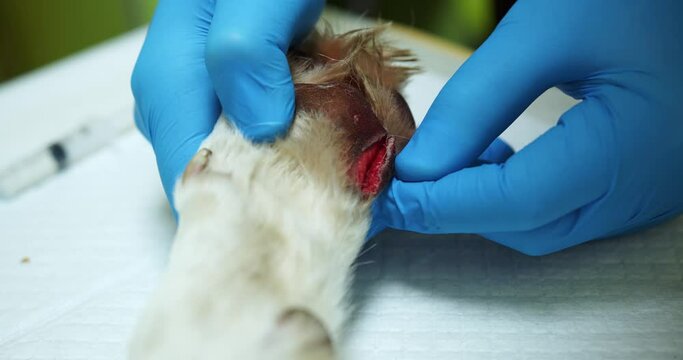 incision of the wound on the paw. open wound growing on the paws of a dog. paw of a white dog in the hands of a veterinarian on the operating table. open bloody wound