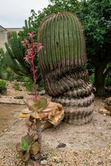 Vertical of cotyledon orbicularis plant and a cactus in the Ethnobotanical Garden of Oaxaca, Mexico. - obrazy, fototapety, plakaty