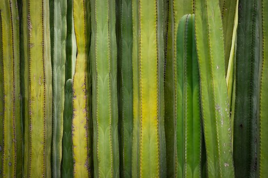 Background of cacti plants in the Ethnobotanical Garden of Oaxaca, Mexico.