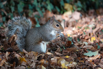 Naklejka na ściany i meble A grey squirrel eating an acorn in the woods on an autumn day. 