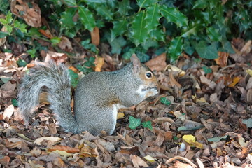Naklejka na ściany i meble A grey squirrel eating an acorn in a woodland. 