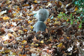 A grey squirrel digging for food under fallen leaves on the ground in autumn. 