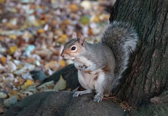 A cute grey squirrel standing under a tree on an autumn day. 